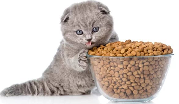 Питание котят: чем кормить и как часто