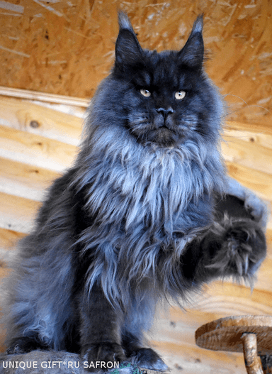 Мейн-кун классический табби