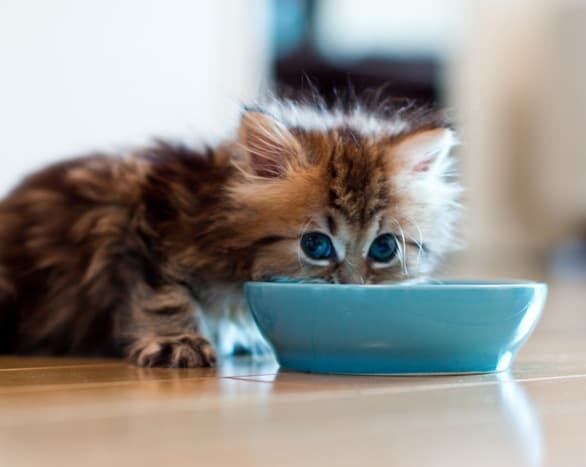 Прививки для кошек: график и рекомендации