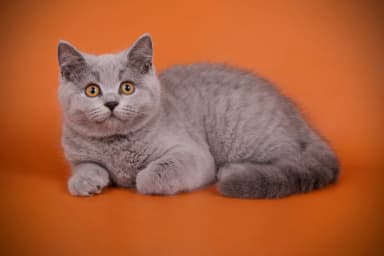 Британская короткошёрстная